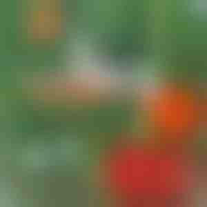 Profesionāls augu skavotājs | PLANTBRAND