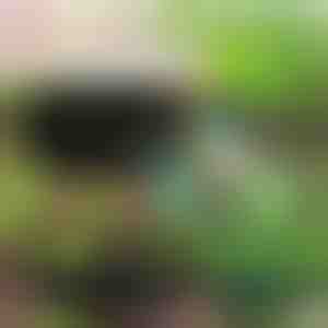 Ekoloģisks dārzs jūsu augiem | PLANTIE